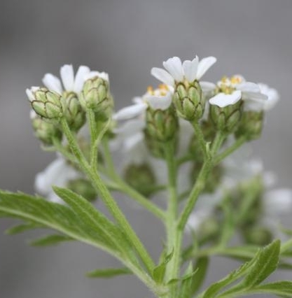 Pflanzenbild gross Grossblättrige Schafgarbe - Achillea macrophylla