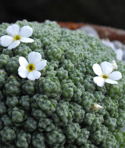 Pflanzenbild gross Schweizer Mannsschild - Androsace helvetica