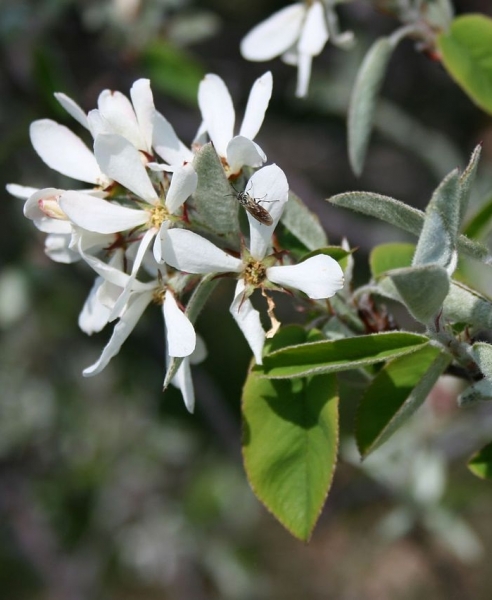 Pflanzenbild gross Felsenmispel - Amelanchier ovalis