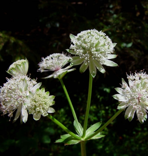 Pflanzenbild gross Grosse Sterndolde - Astrantia major