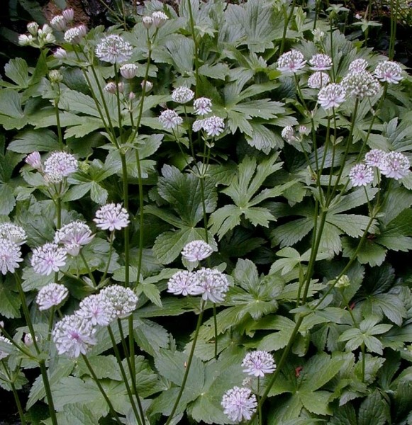 Pflanzenbild gross Grosse Sterndolde - Astrantia major