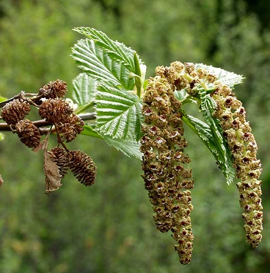 Pflanzenbild gross Grün-Erle - Alnus viridis