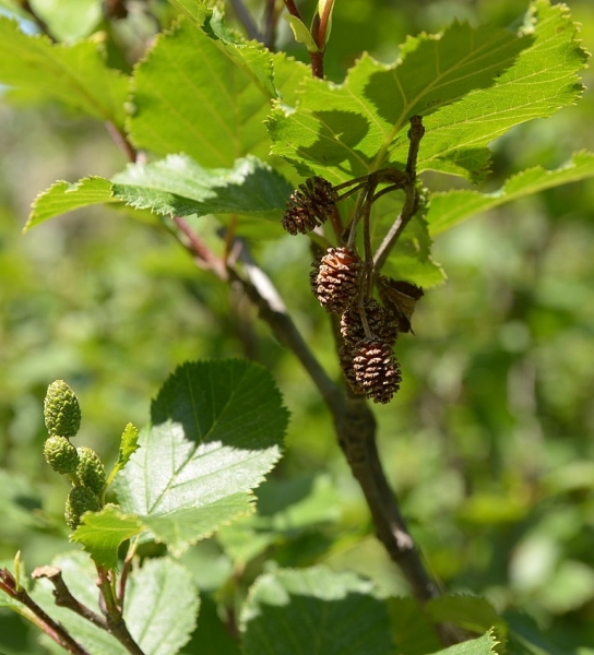 Pflanzenbild gross Grün-Erle - Alnus viridis