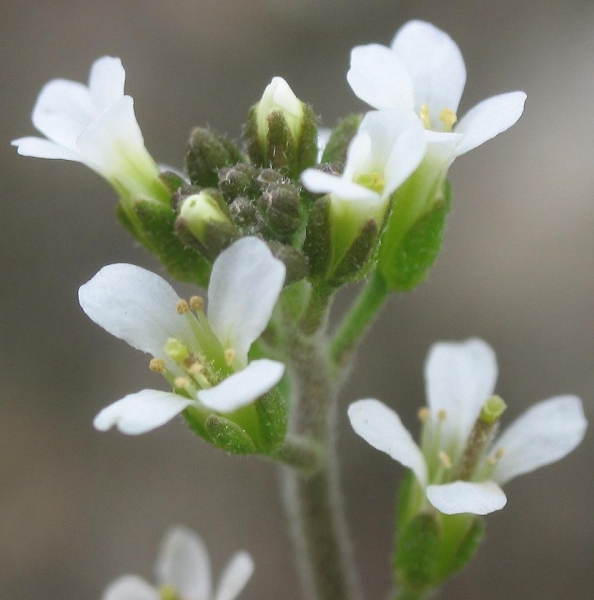 Pflanzenbild gross Schotenkresse - Arabidopsis thaliana