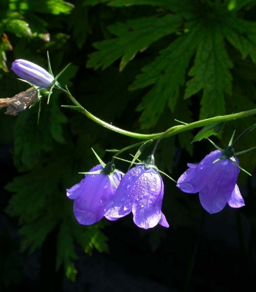 Pflanzenbild gross Rautenblättrige Glockenblume - Campanula rhomboidalis