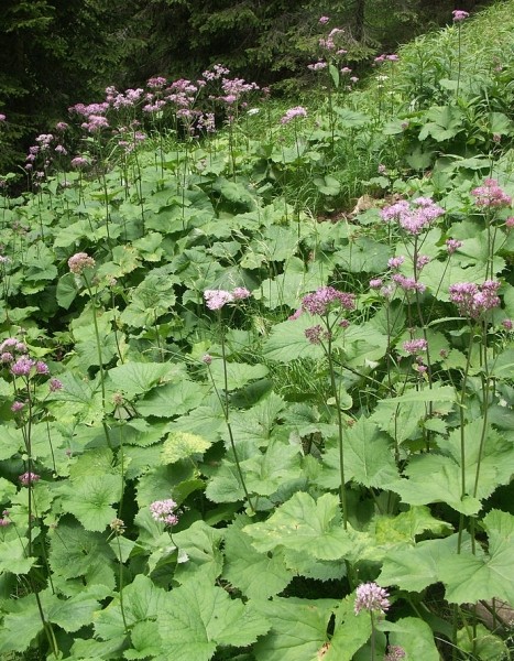 Pflanzenbild gross Grauer Alpendost - Adenostyles alliariae