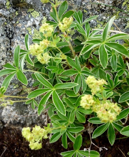 Pflanzenbild gross Alpen-Frauenmantel - Alchemilla alpina aggr.