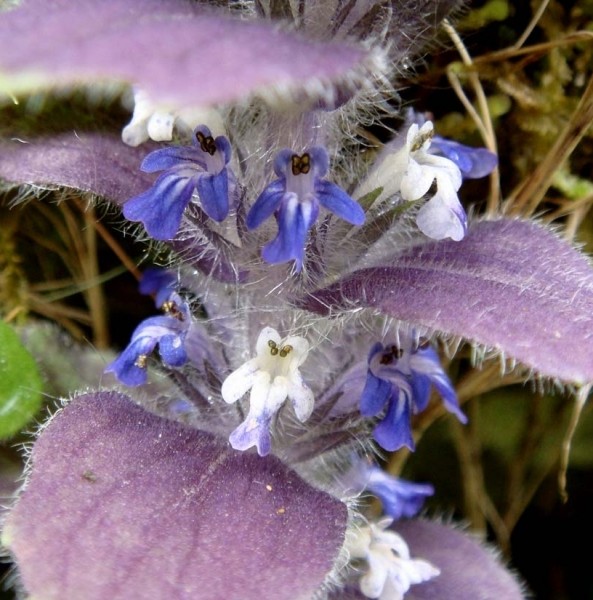 Pflanzenbild gross Pyramiden-Günsel - Ajuga pyramidalis