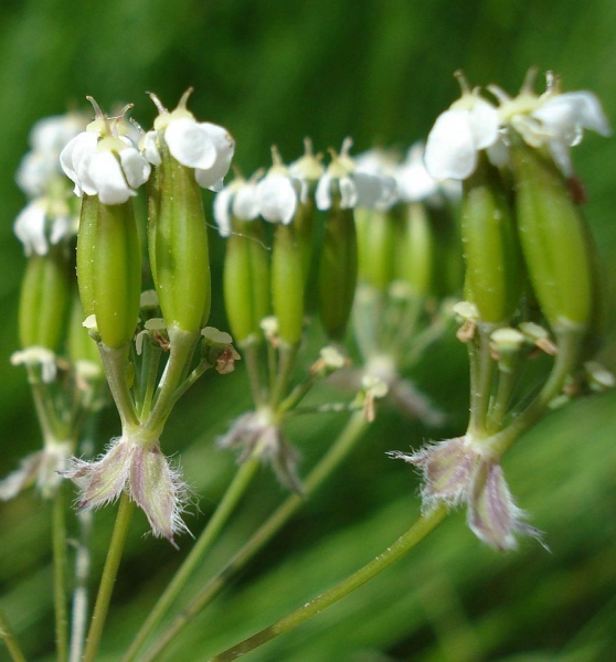 Pflanzenbild gross Wiesen-Kerbel - Anthriscus sylvestris