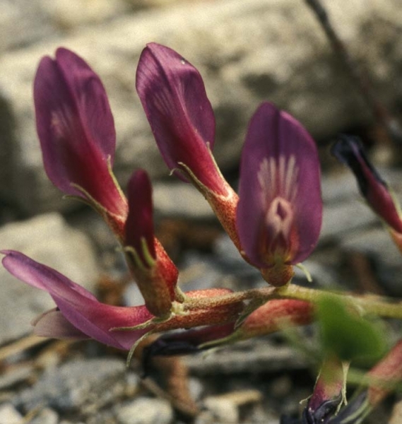 Pflanzenbild gross Französischer Tragant - Astragalus monspessulanus