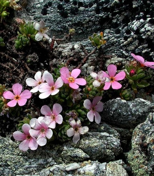 Pflanzenbild gross Alpen-Mannsschild - Androsace alpina