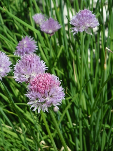 Pflanzenbild gross Schnittlauch - Allium schoenoprasum