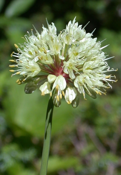 Pflanzenbild gross Allermannsharnisch - Allium victorialis