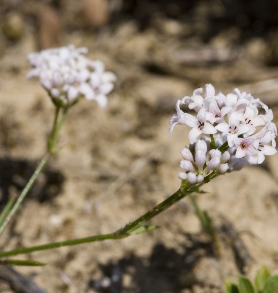 Pflanzenbild gross Hügel-Waldmeister - Asperula cynanchica