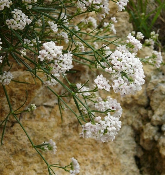 Pflanzenbild gross Hügel-Waldmeister - Asperula cynanchica