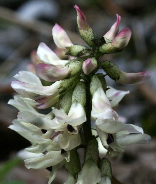 Pflanzenbild gross Südlicher Tragant - Astragalus australis