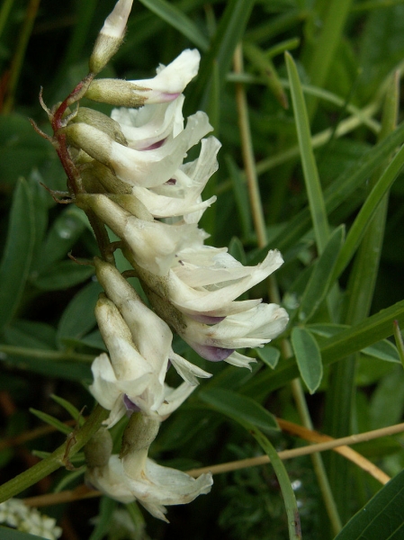 Pflanzenbild gross Südlicher Tragant - Astragalus australis