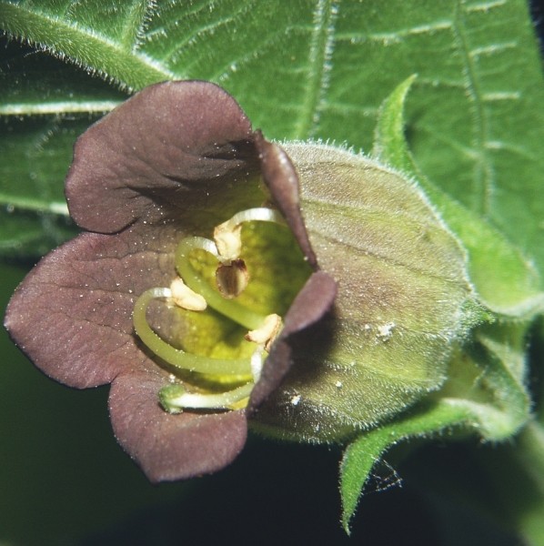 Pflanzenbild gross Tollkirsche - Atropa bella-donna