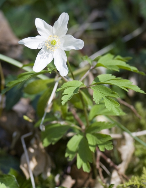 Pflanzenbild gross Busch-Windröschen - Anemone nemorosa