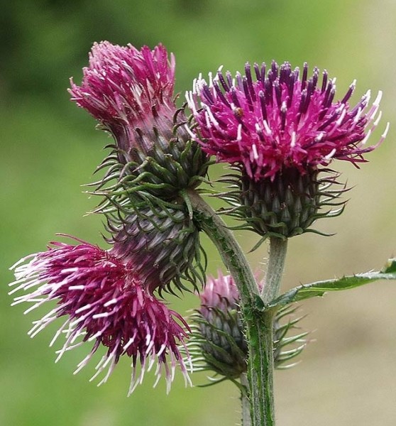 Pflanzenbild gross Kletten-Distel - Carduus personata