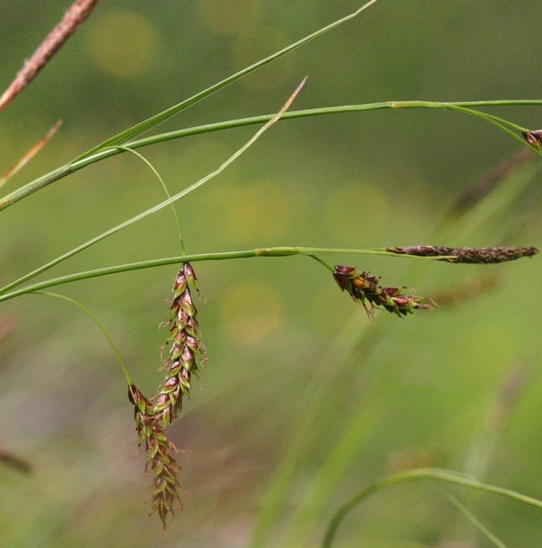 Pflanzenbild gross Rost-Segge - Carex ferruginea