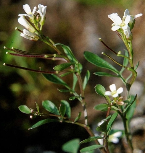 Pflanzenbild gross Resedablättriges Schaumkraut - Cardamine resedifolia