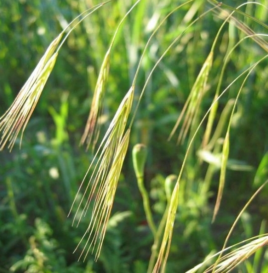 Pflanzenbild gross Taube Trespe - Bromus sterilis
