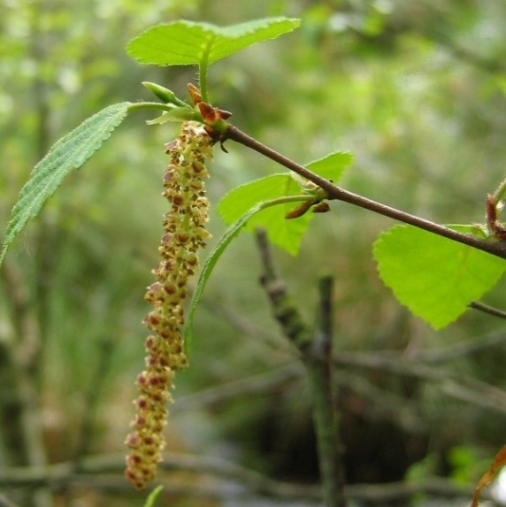 Pflanzenbild gross Moor-Birke - Betula pubescens