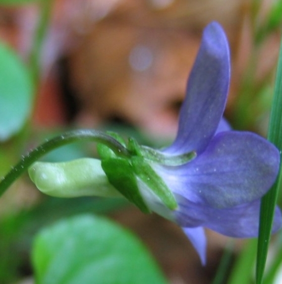 Pflanzenbild gross Hain-Veilchen - Viola riviniana