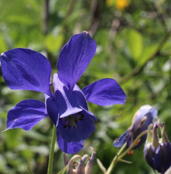 Pflanzenbild gross Alpen-Akelei - Aquilegia alpina