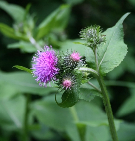 Pflanzenbild gross Kletten-Distel - Carduus personata