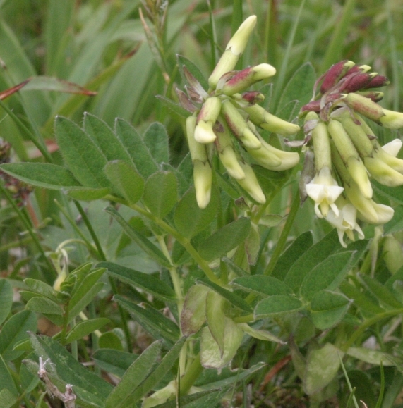 Pflanzenbild gross Gletscherlinse - Astragalus frigidus