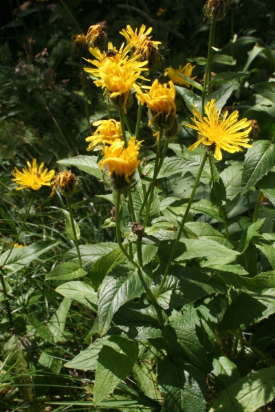 Pflanzenbild gross Pyrenäen-Pippau - Crepis pyrenaica