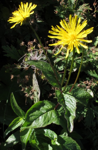 Pflanzenbild gross Pyrenäen-Pippau - Crepis pyrenaica