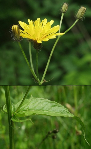Pflanzenbild gross Sumpf-Pippau - Crepis paludosa