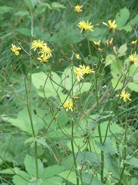Pflanzenbild gross Sumpf-Pippau - Crepis paludosa