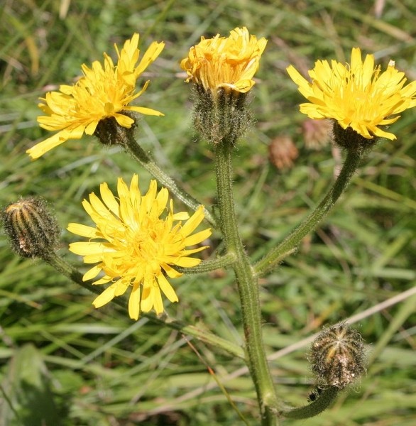 Pflanzenbild gross Grossköpfiger Pippau - Crepis conyzifolia