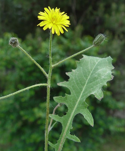 Pflanzenbild gross Löwenzahnblättriger Blasen-Pippau - Crepis vesicaria subsp. taraxacifolia