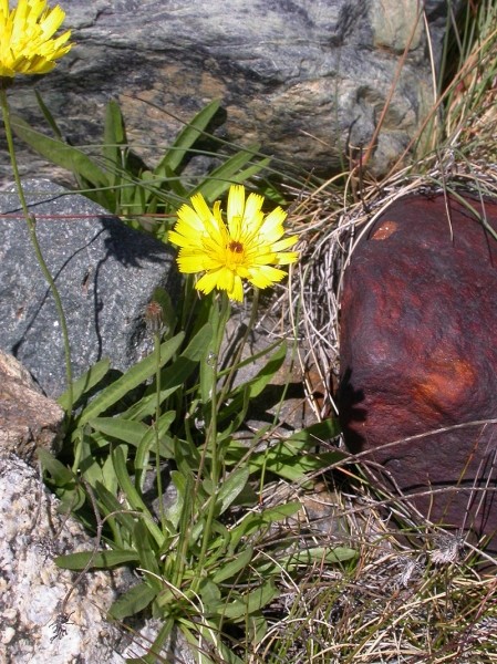 Pflanzenbild gross Grasnelkenblättriges Habichtskraut - Hieracium staticifolium