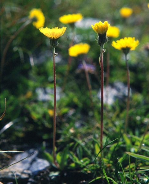 Pflanzenbild gross Öhrchen-Habichtskraut - Hieracium lactucella
