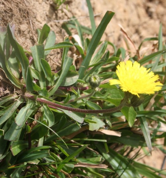 Pflanzenbild gross Öhrchen-Habichtskraut - Hieracium lactucella