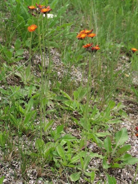 Pflanzenbild gross Orangerotes Habichtskraut - Hieracium aurantiacum
