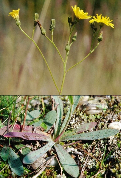 Pflanzenbild gross Florentiner Habichtskraut - Hieracium piloselloides