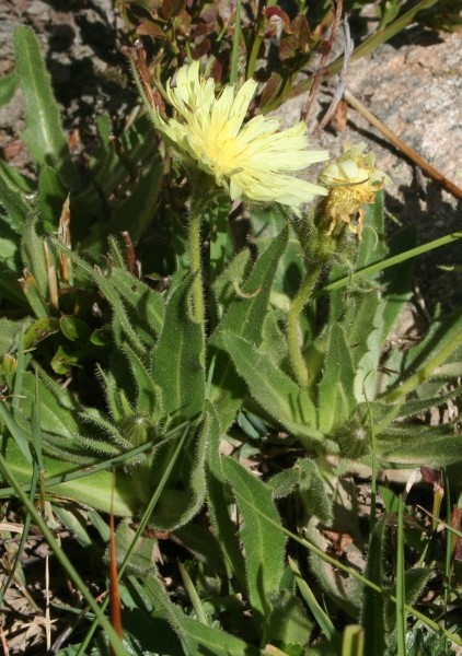 Pflanzenbild gross Weissliches Habichtskraut - Hieracium intybaceum