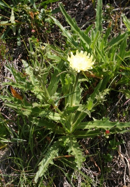 Pflanzenbild gross Weissliches Habichtskraut - Hieracium intybaceum