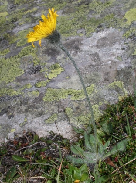 Pflanzenbild gross Drüsiges Grauzottiges Habichtskraut - Hieracium glanduliferum