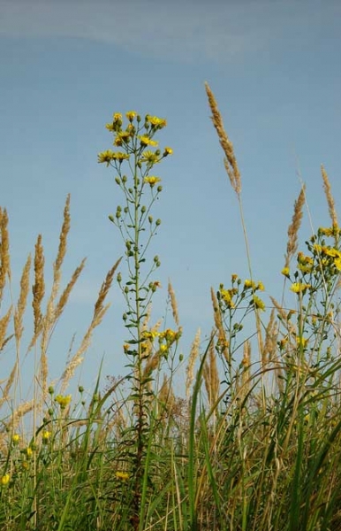 Pflanzenbild gross Doldiges Habichtskraut - Hieracium umbellatum aggr.
