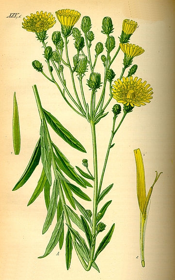 Pflanzenbild gross Doldiges Habichtskraut - Hieracium umbellatum aggr.