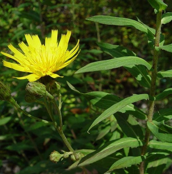 Pflanzenbild gross Doldiges Habichtskraut - Hieracium umbellatum aggr.