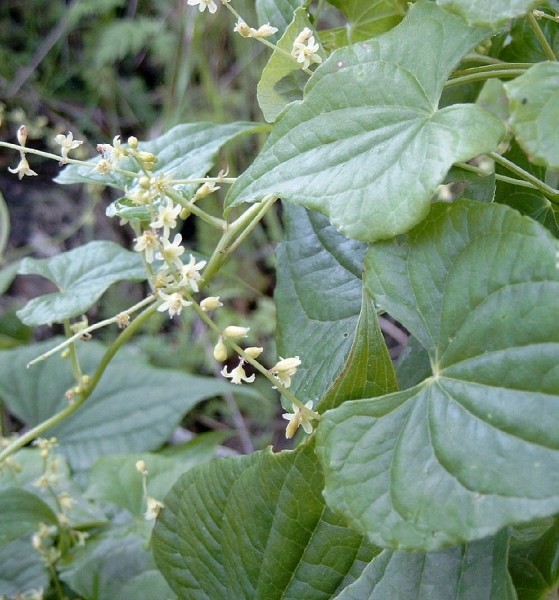 Pflanzenbild gross Schmerwurz - Tamus communis
